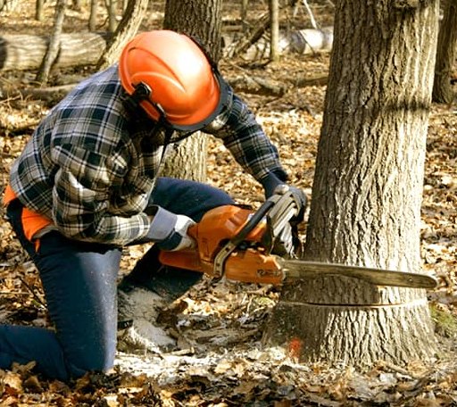 Tree Removal in Bend, TX